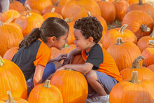 The Small Boy Attempts To Blend In Down Low With The Pumpkins While His Sister Gets In His Face To Distract Him. Both Kids Are Right In The Middle Of The Pumpkin Patch Playing.