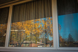 Fototapeta Na ścianę - Tree with yellow leaves of the fall season reflected by large window panes