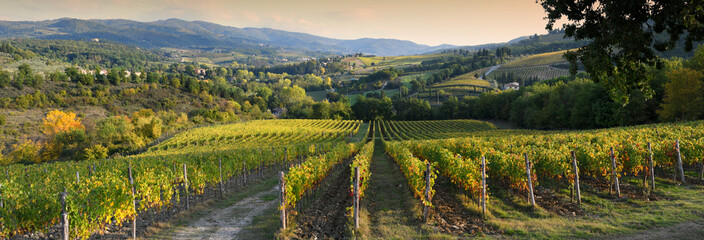 Beautiful vineyard in Chianti region near Greve in Chianti (Florence) at sunset with the colors of autumn. Italy.