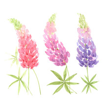 Set Of Pink And Blue Watercolor Lupine Flowers On A White Background
