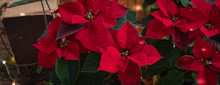 Christmas Red Poinsettia Potted In Wooden Background With Fir-tree Branches, Cones And Old Books, Banner