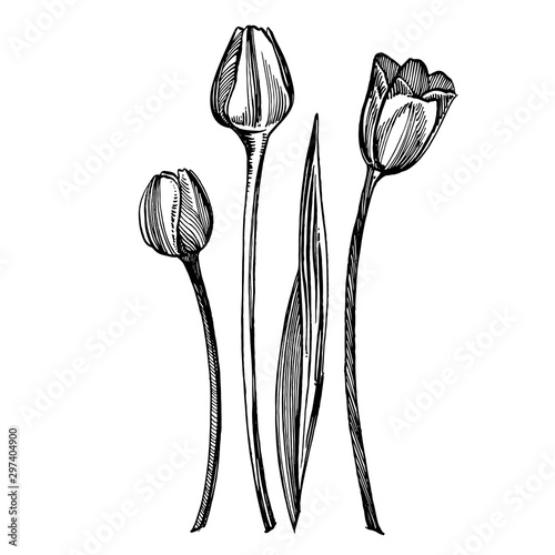 Tulip flower graphic sketch illustration. Botanical plant illustration. Vinta...