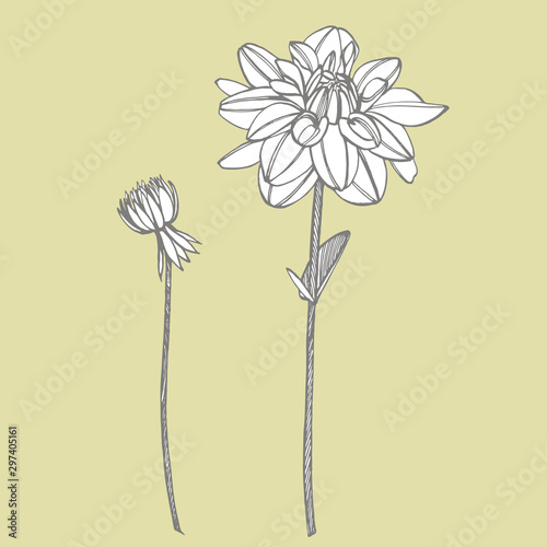 Hand-drawn ink dahlias. Floral elements. Graphic flowers illustrations. Botan...