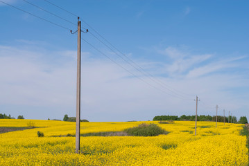 Wall Mural - yellow day