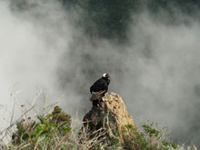 Sleeping Condor On A Rock
