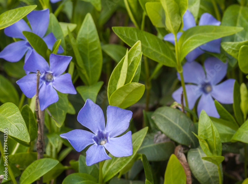 Fotomural Flowering periwinkle in spring