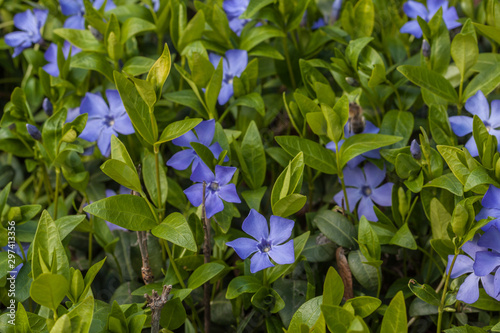 Fotografía Flowering periwinkle in spring
