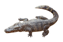 Wildlife Crocodile Isolated On White Background With Clipping Path