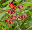 Martagon or turk's cap lily, lilium martagon  'Claude Shride'