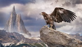 Fototapeta Góry - an eagle sits on a rock in the winter mountains
