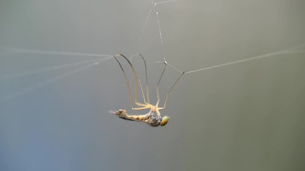 Wall Mural - A large gadfly caught in the web. A large fly hangs and twitches on the web with its paws up. Macro video of Pooh on the web.