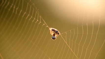 Wall Mural - A spider weaves its prey into a cocoon, on a spider's web on a summer morning a fly got caught in the web