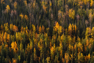  Forest and trees in autumn colors in Alaska