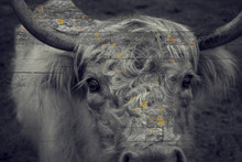 Close Up Photo Of Highland Cow Head, In Black And White With Yellow And Orange Specks Of Color