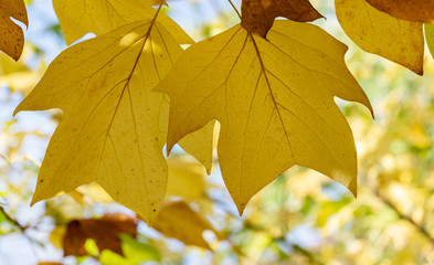 big yellow leaves of tulip tree liriodendron tulipifera against the blue sky in sunlight. nature con