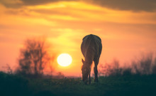 Silhouette Of A Horse In Sunset
