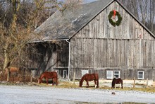 Horses By Christmas Barn
