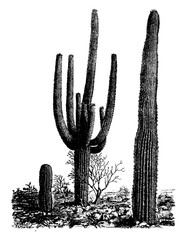 Wall Mural - Giant Cactus (cereus giganteus). vintage illustration.
