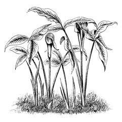 Wall Mural - Arisaema Triphylla Flower vintage illustration.