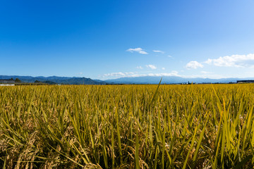 山形の田園風景