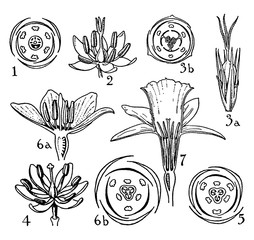 Pontederiaceae, Juncaceae, Liliaceae, and Amaryllidaceae Orders vintage illustration.