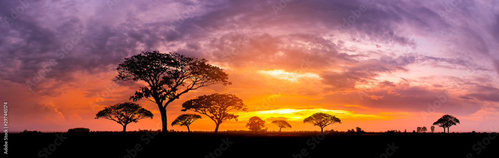 Panorama silhouette tree in africa with sunset.Tree silhouetted against a setting sun.Dark tree on open field dramatic sunrise.Typical african sunset with acacia trees in Masai Mara, Kenya - obrazy, fototapety, plakaty 