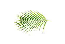 Green Leaf Of Palm Tree On White Background