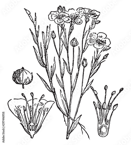 Cuadros en Lienzo Flax, Flower, Seed, Pod, annual, plant, fruit, flower, pistil vintage illustration