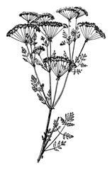 Wall Mural - Poison hemlock vintage illustration.