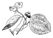 Smilax vintage illustration.
