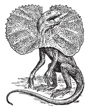 Frilled Lizard, Vintage Illustration.