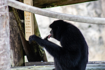 Siamang