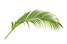 Palm Leaves Isolated On White Background.