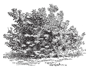 Wall Mural - cornus stolonifera vintage illustration.