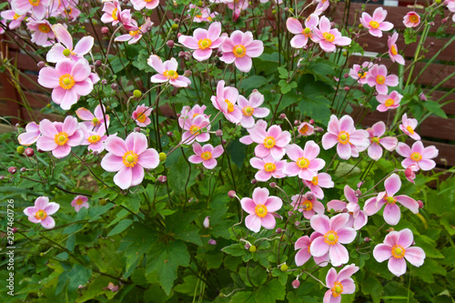 Cuadros en Lienzo Beautiful anemone hupehensis blossom in garden.