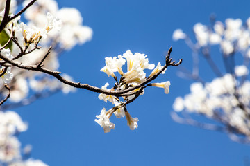 Ipes white tree flowering grove with selective focus in the municipality of Marilia