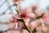 Fototapeta  - Close-up of Peach Blossoms Blooming on Peach Trees