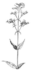 Wall Mural - Pentstemon vintage illustration.