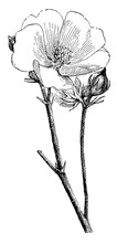 Althea Officinalis Flower And Buds Vintage Illustration.