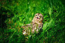 Owl Sits In The Green Grass On Sunny Day Outdoors. Little Owl With Open Beak, Close-up.