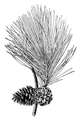 Shortleaf pine (pinus echinata Mill.). Natural size. branch with open cones vintage illustration.