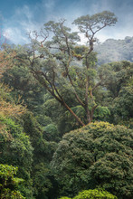 Rain Forest On Doi Intanon, Chiangmai Province, Northern Thailand.