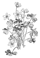 Wall Mural - Wood Sorrel vintage illustration.