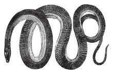 Glass Snake, Vintage Illustration.