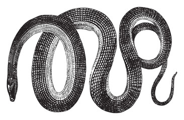 Wall Mural - glass snake, vintage illustration.