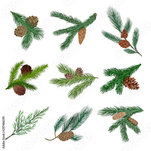Fotomural Set of coniferous branches with cones. Vector illustration.