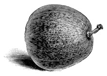 Nutmeg Gourd Of Marseilles Vintage Illustration.