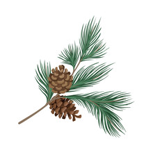 Pine Branch With Rare Needles And Cones. Vector Illustration.