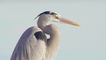 Great Blue Heron Closeup With Ocean Water In The Background