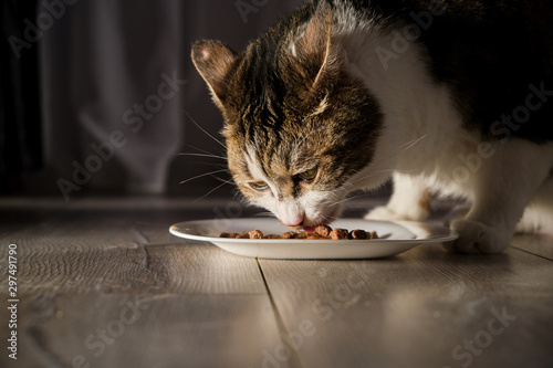 Fotografía Cat eat food. The food is in a white plate.